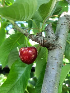 Ciliegia rossa matura su ramo