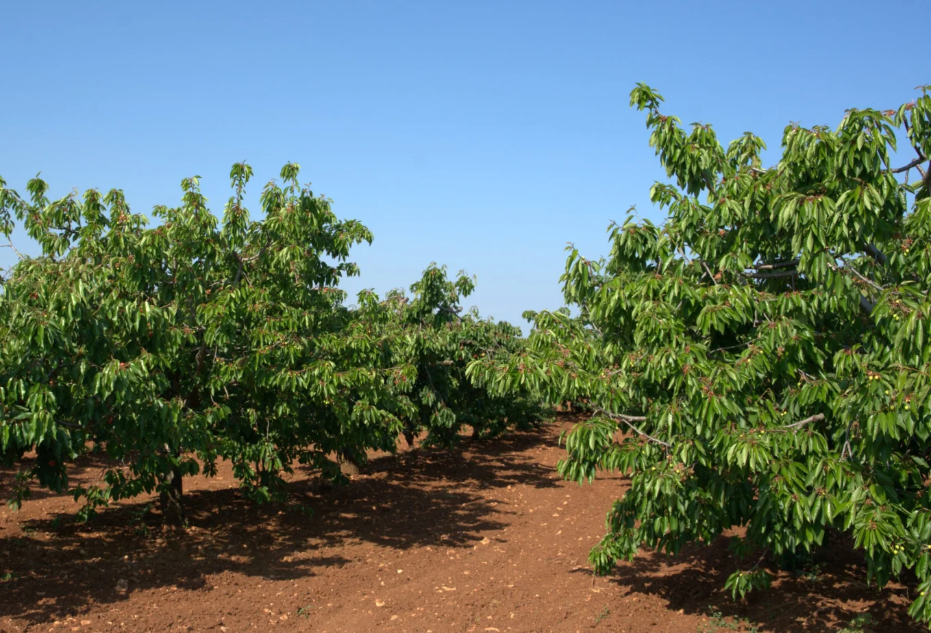 Azienda agricola Che Ciliegia a Turi in Puglia