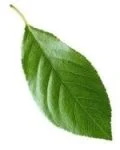 Foglia Che Ciliegia